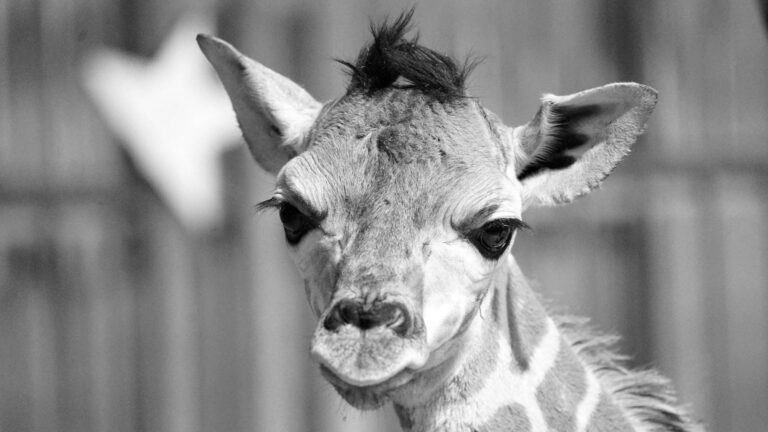 Read more about the article Endangered Baby Rothschilds Giraffe Born At French Zoo