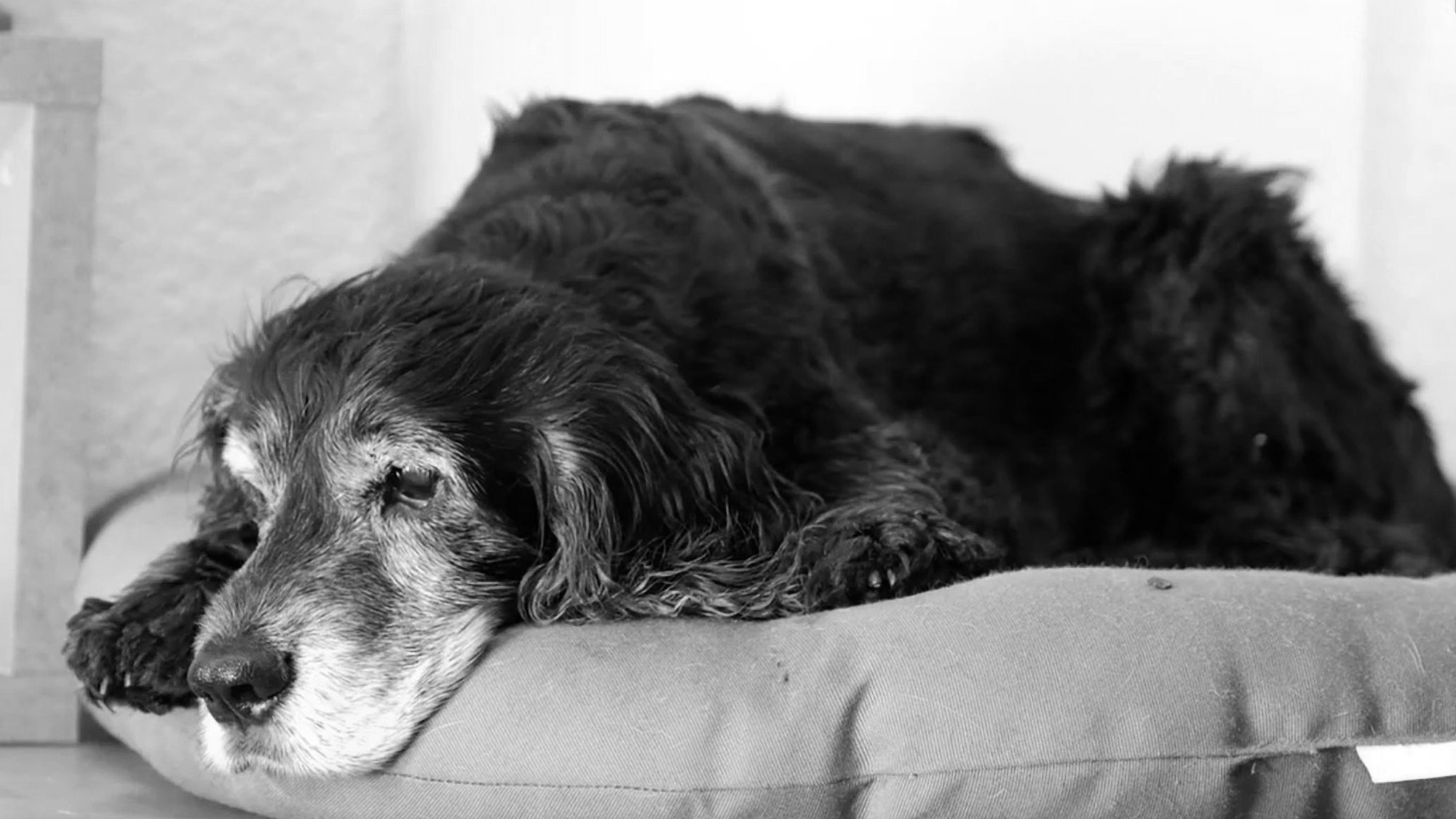 Read more about the article Dog Reunites With Owner After A Decade And Then Dies