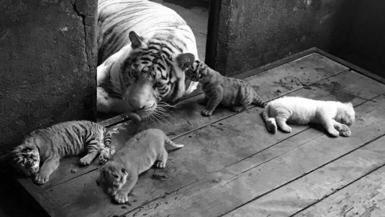 Read more about the article Rare Tiger Gives Birth To 3 Normal Cubs And 1 White