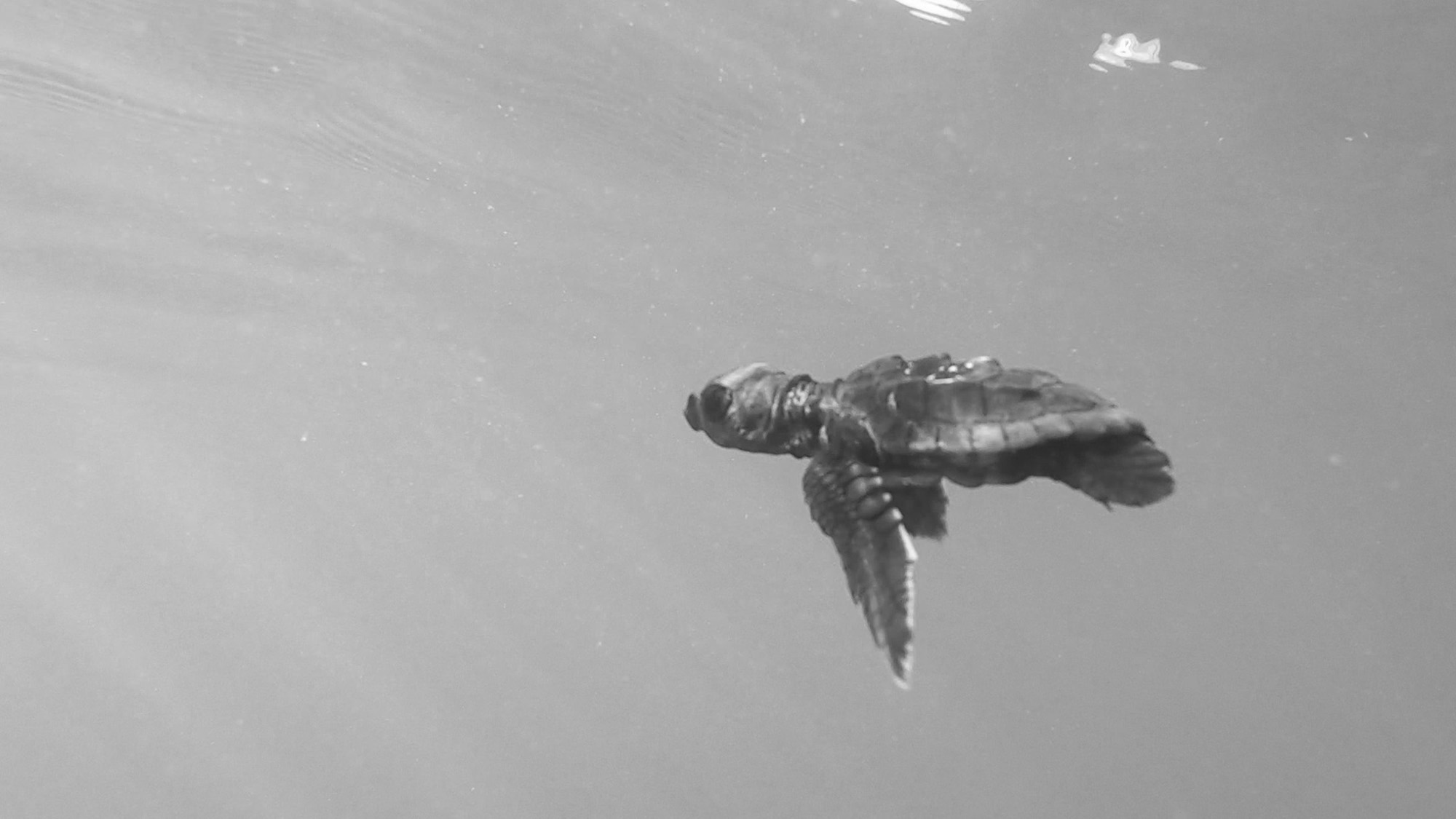 Read more about the article First Ever Swim Of Cute Little Turtle In Valencia Coast