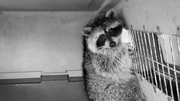 Read more about the article Raccoon Stowaway Trapped in Deep Freeze For 35 Day Trip