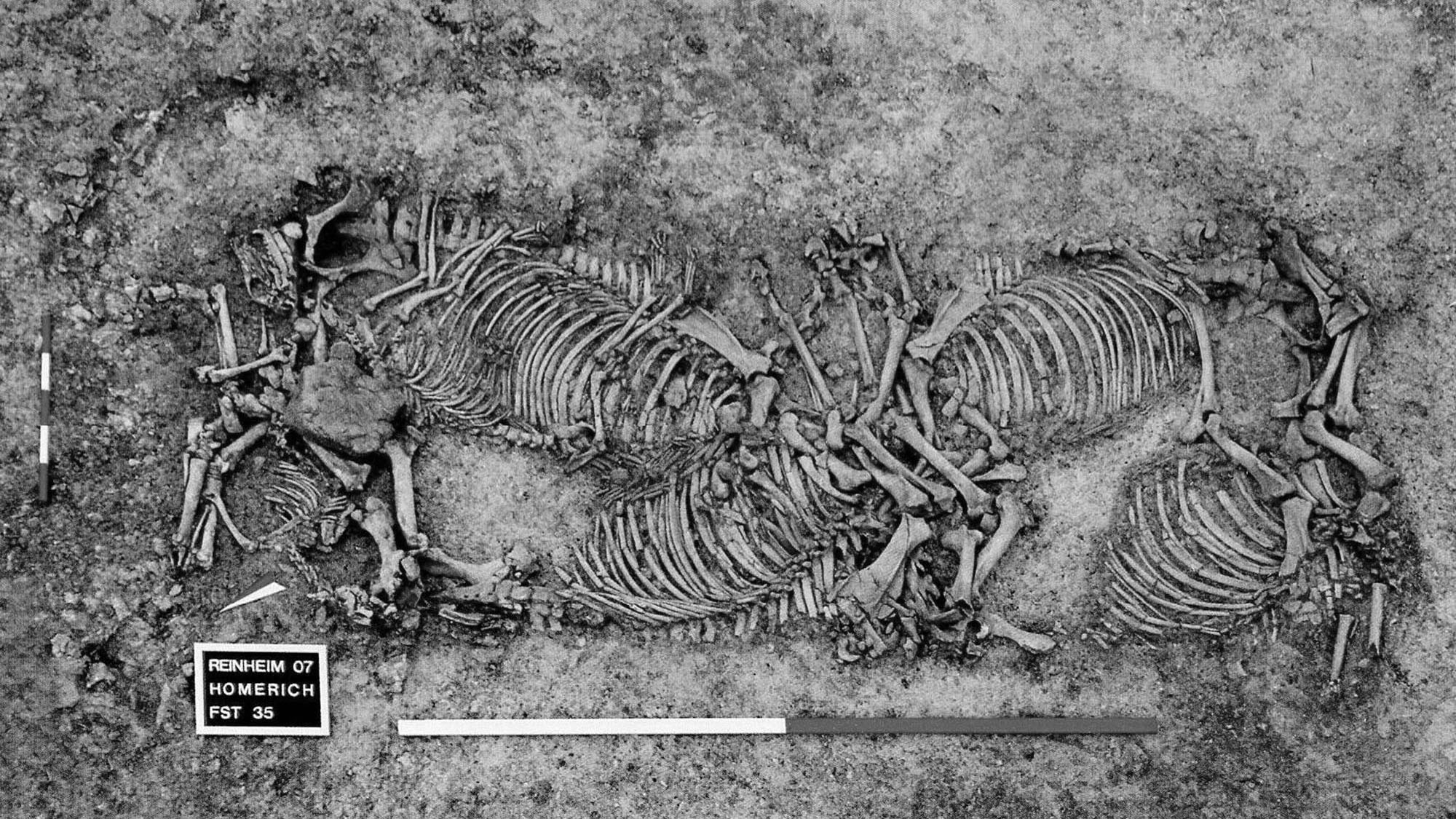 Read more about the article Headless Horses In Baffling Grave Of Mysterious Prince