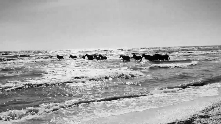 Read more about the article Stunning Footage Of Wild Horses Swimming In Black Sea