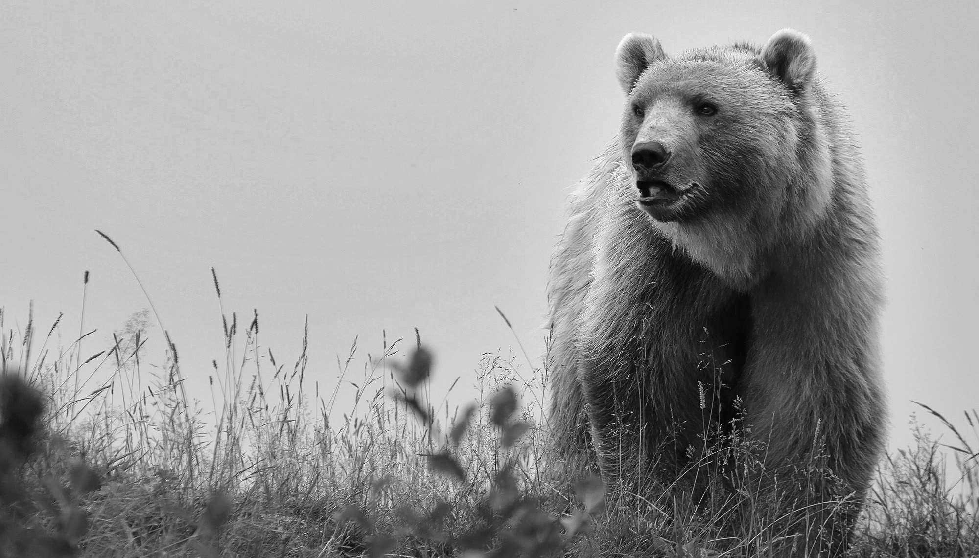 Read more about the article Polar Bear Rescued From Circus Dies In Swiss Sanctuary