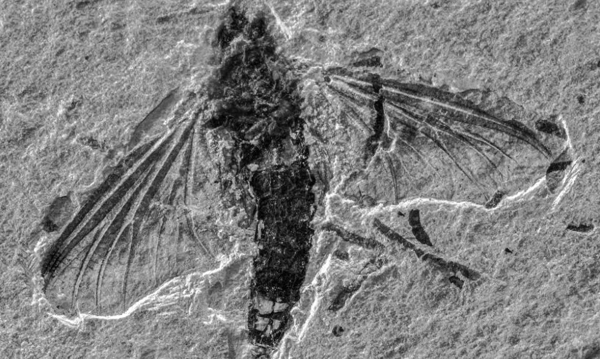 Read more about the article Mayfly That Probably Only Lived For Minutes Survives 125 Million Years As Fossil