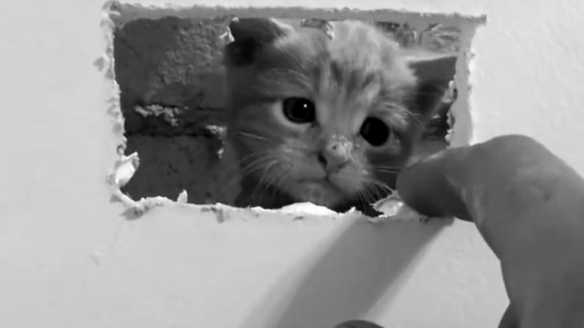 Read more about the article Kitten Trapped In Wall Pops Head Out After Firefighters Make Hole