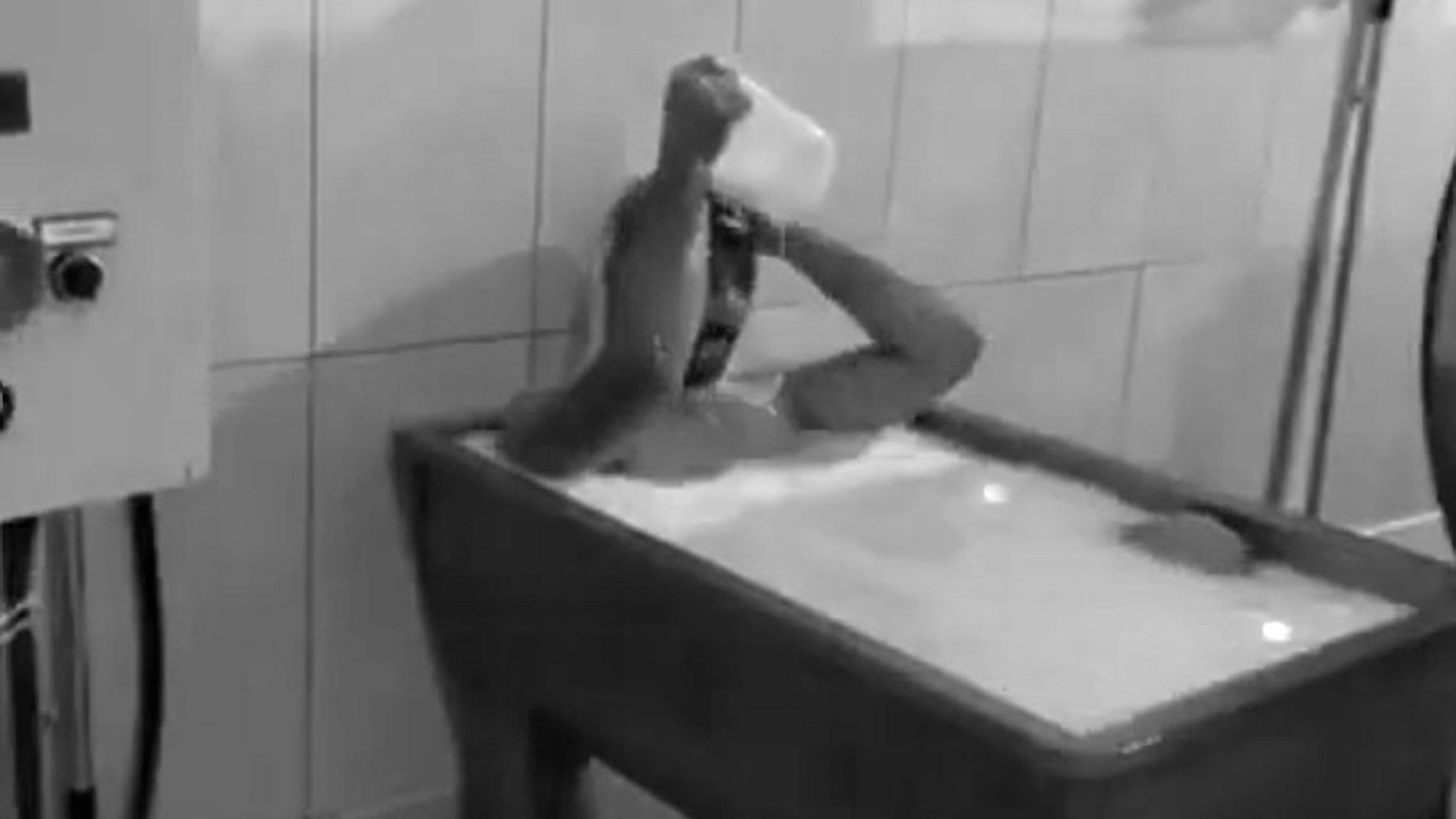 Read more about the article Turkish Dairy Worker Arrested By Cops After Bathing In Milk For Viral Video
