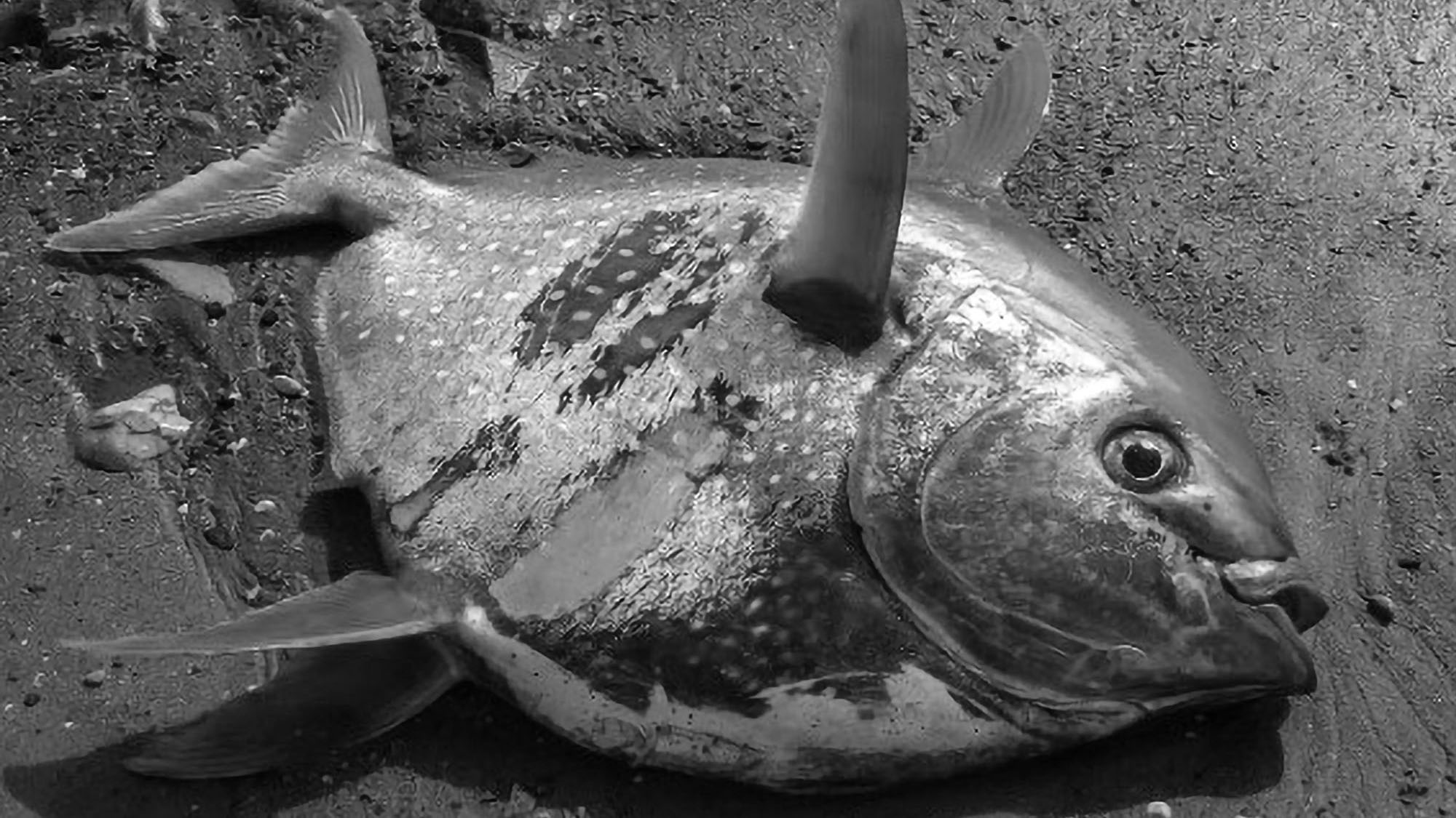 Read more about the article Huge Moonfish Found Dead Off Coast Of Southern Spain