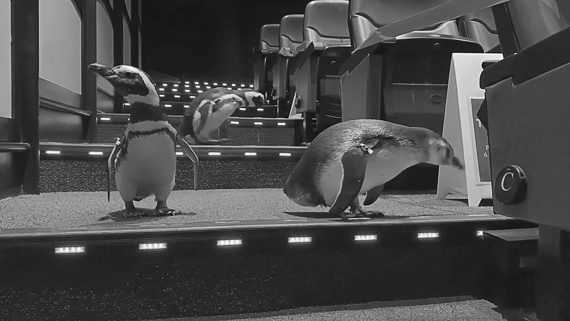 Read more about the article Moment 3 Cute Penguins Waddle Around 4D Theatre