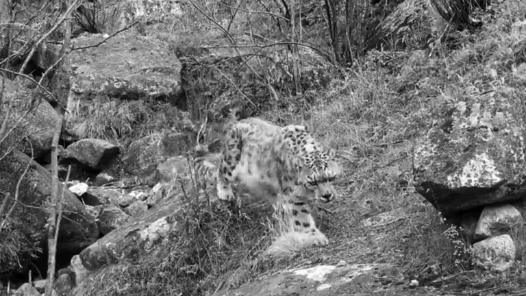 Read more about the article Photographer Records Footage Of Rare, Highly-Endangered Snow Leopard