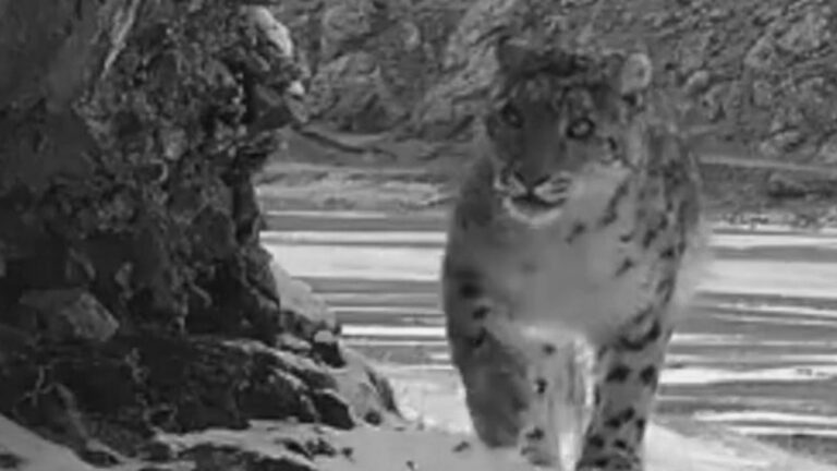 Read more about the article Hidden Camera Films Snow Leopards Weak Roar On Mountain