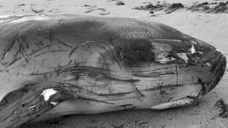 Read more about the article Pygmy Sperm Whale Dies After Eating Plastic Cup Leaving Calf To Die Alongside Her