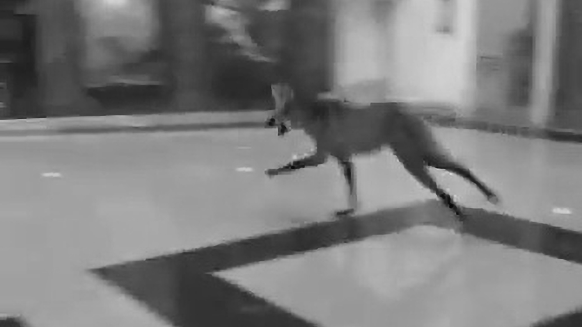 Read more about the article Moment Rare Maned Wolf Runs Through Brazil Shopping Centre