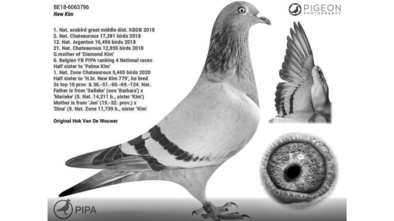 Read more about the article Record GBP 1.2M Bid For Champion Pigeon At Auction