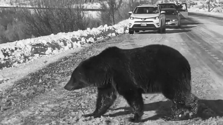 Read more about the article Moment 3 Brown Bears Walk In Front Of Stunned Motorist