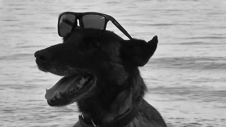 Read more about the article Sniffer Dog Enjoys Retirement Day On Beach After Taking Part In 1000 Drug Ops