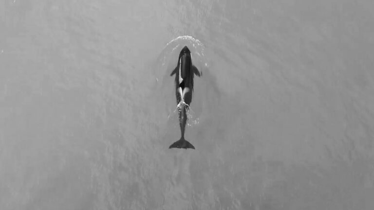 Read more about the article Moment Killer Whale Roams Rio De Janeiro Shoreline
