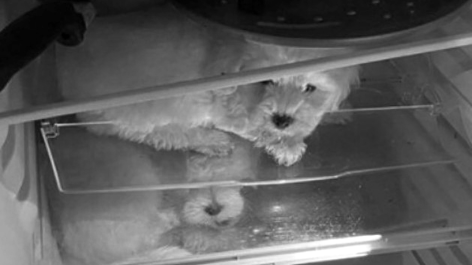 Read more about the article Dog Traffickers Shipping Puppies In For Xmas Buyers Hid Maltese Puppies In Fridge