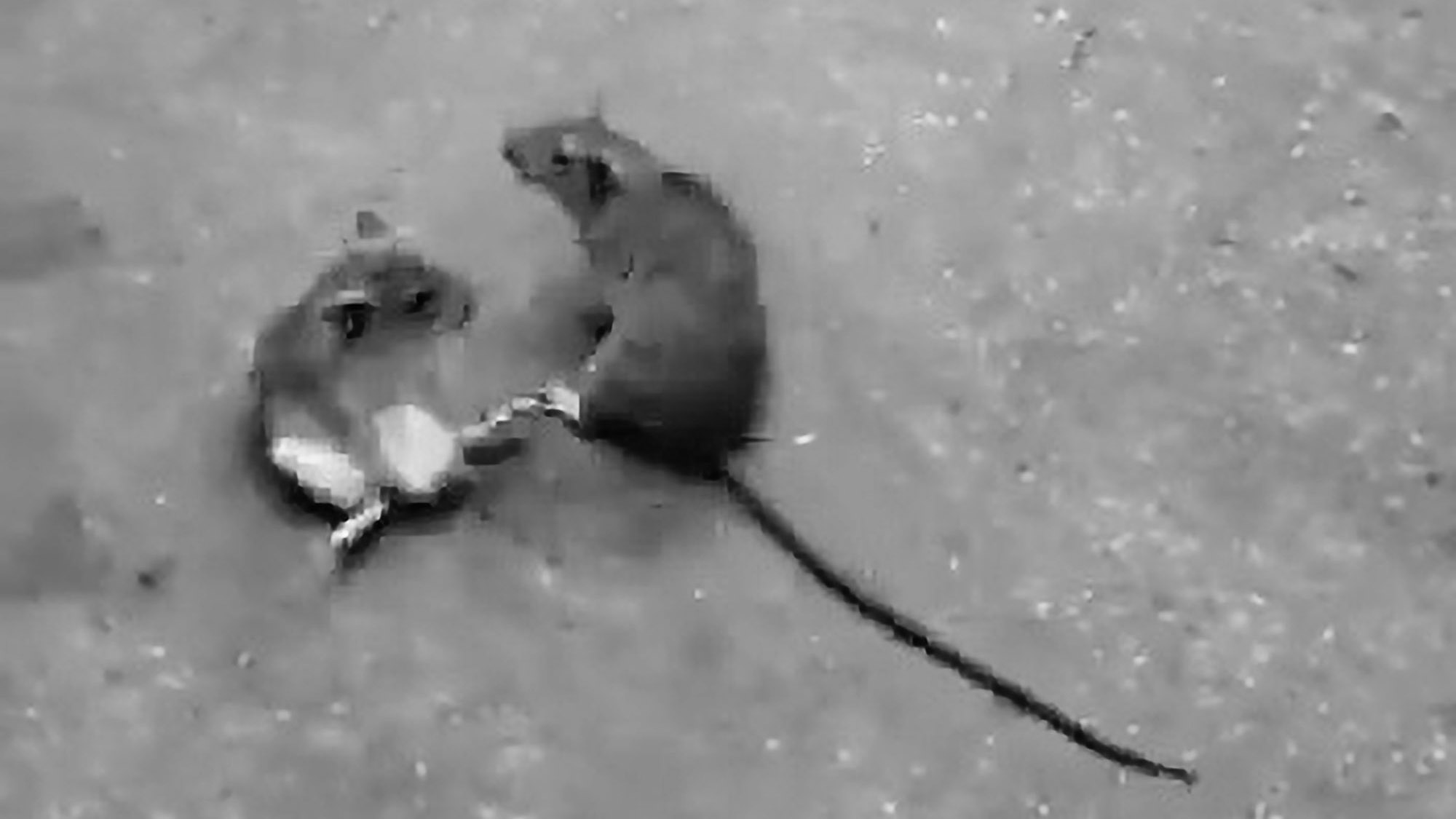 Read more about the article Moment 2 Huge Rats Fight In Middle Of Mexican Market