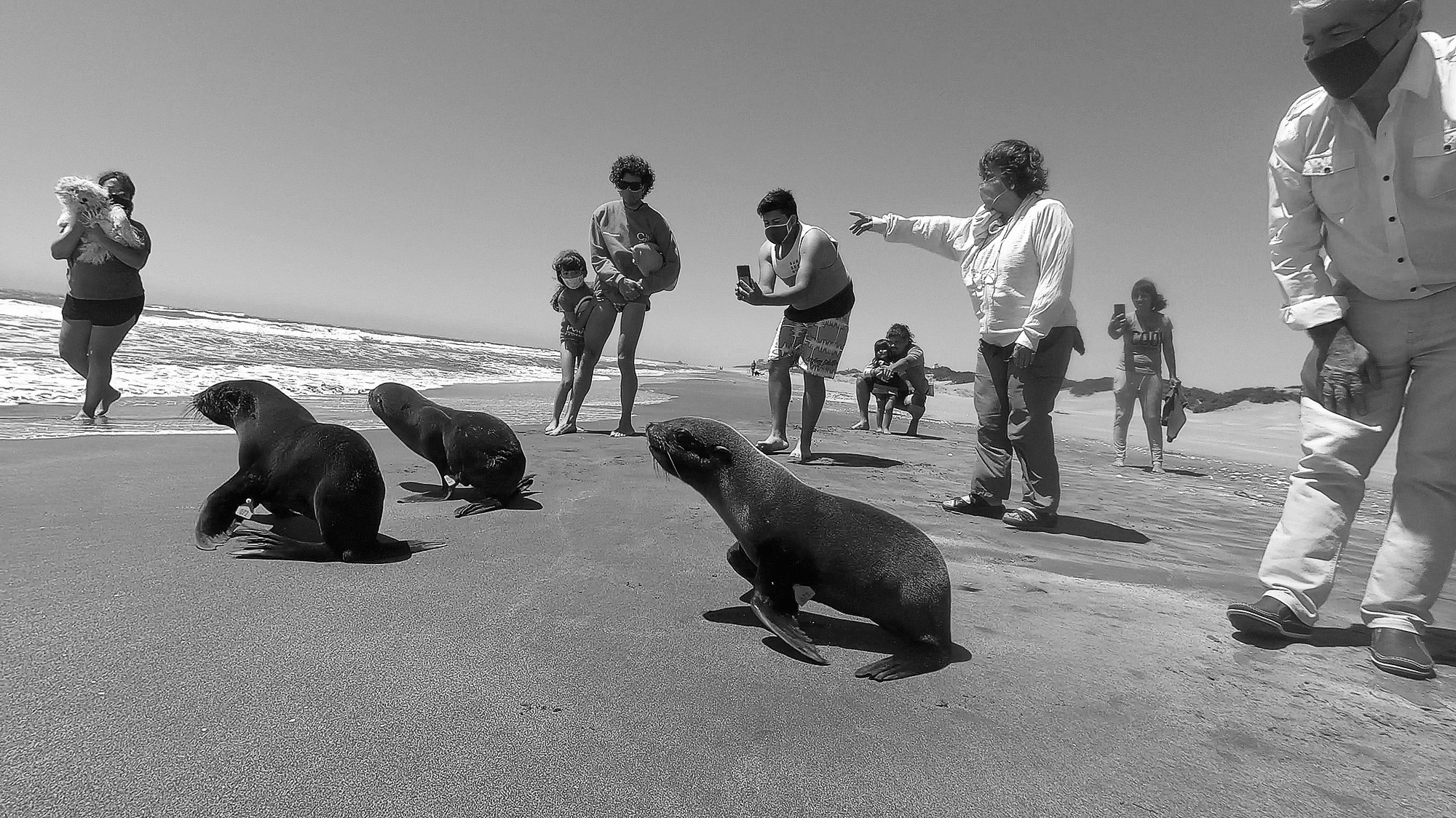 Read more about the article Seal Cubs Released To Sea After Liquid Fish Diet And Shelter Care