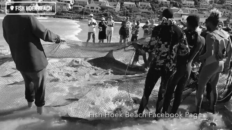 Read more about the article Fishermen Struggle To Free Thrashing Shark From Net At Shore