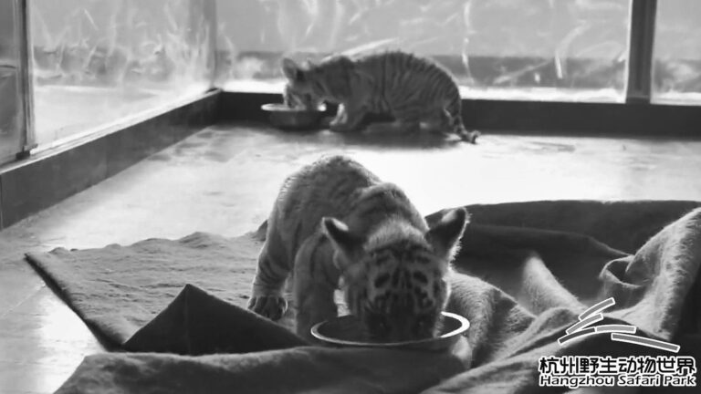 Read more about the article Rare Tiger Triplets Celebrate 100 Days Of Life In Party Themed Enclosure
