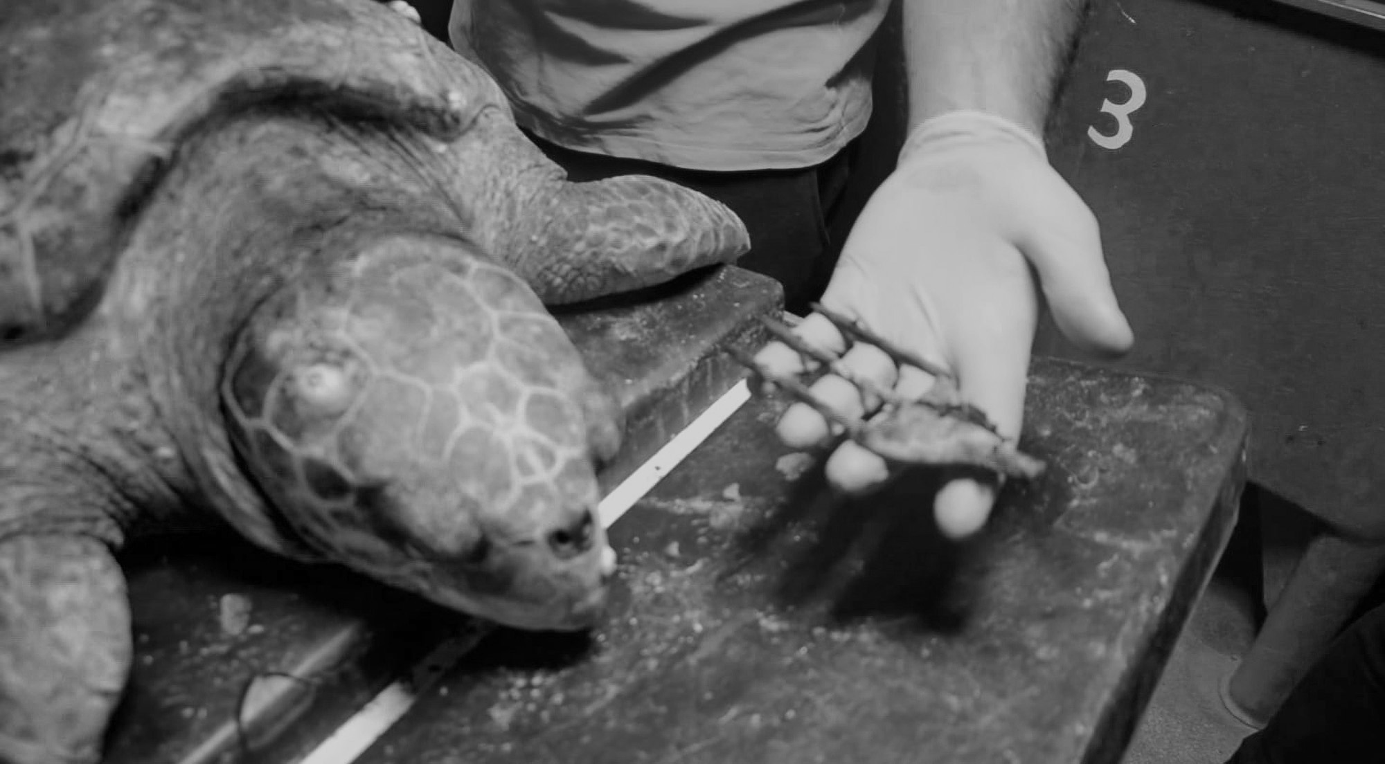 Read more about the article Rare Loggerhead Sea Turtle Harpooned In Neck With Trident Tip