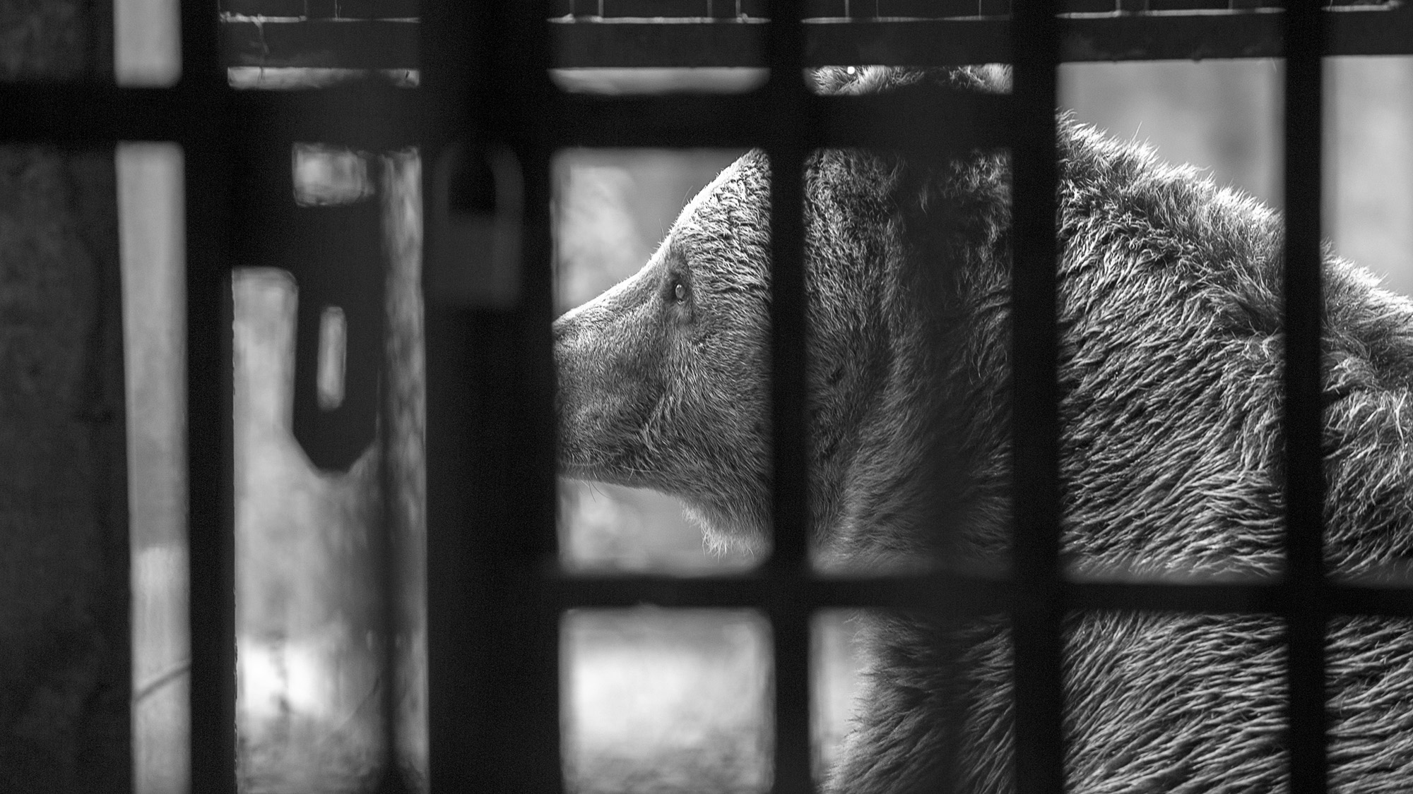 Read more about the article Bears Rescued From Run-Down Pakistani Zoo Starting New Lives In Jordan