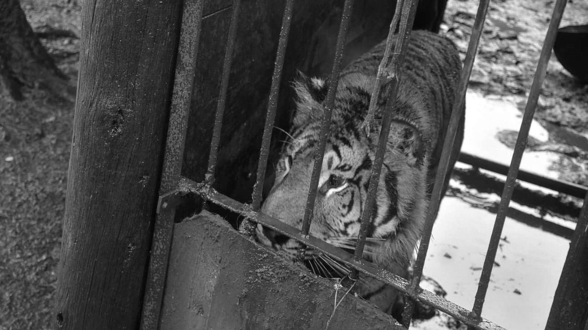 Read more about the article Argie Cops Find Breeding Farm With Tigers And Pumas Meant For Hunting