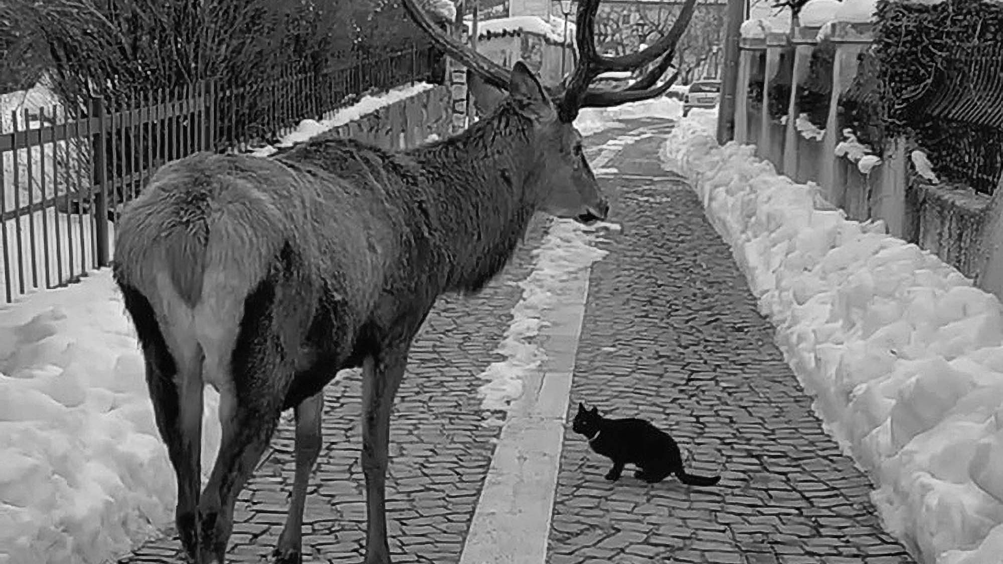 Read more about the article Curious Cat Checks Out Huge Stag On Icy Italian Street
