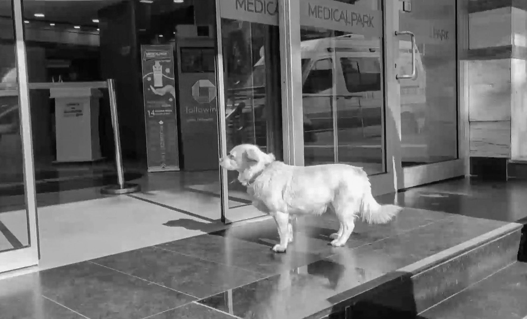 Read more about the article Loyal Dog Spends 5 Days In Front Of Hospital Waiting For Owner To Get Well