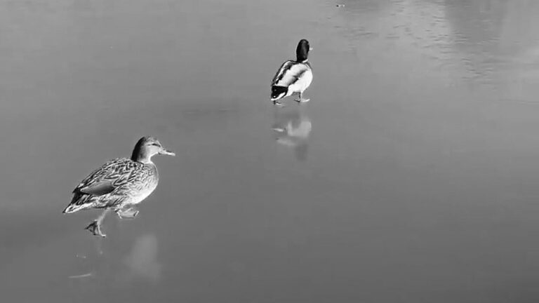 Read more about the article Ducks Walk On Water And Fish Unable To Feed On Spains Coldest Ever Day