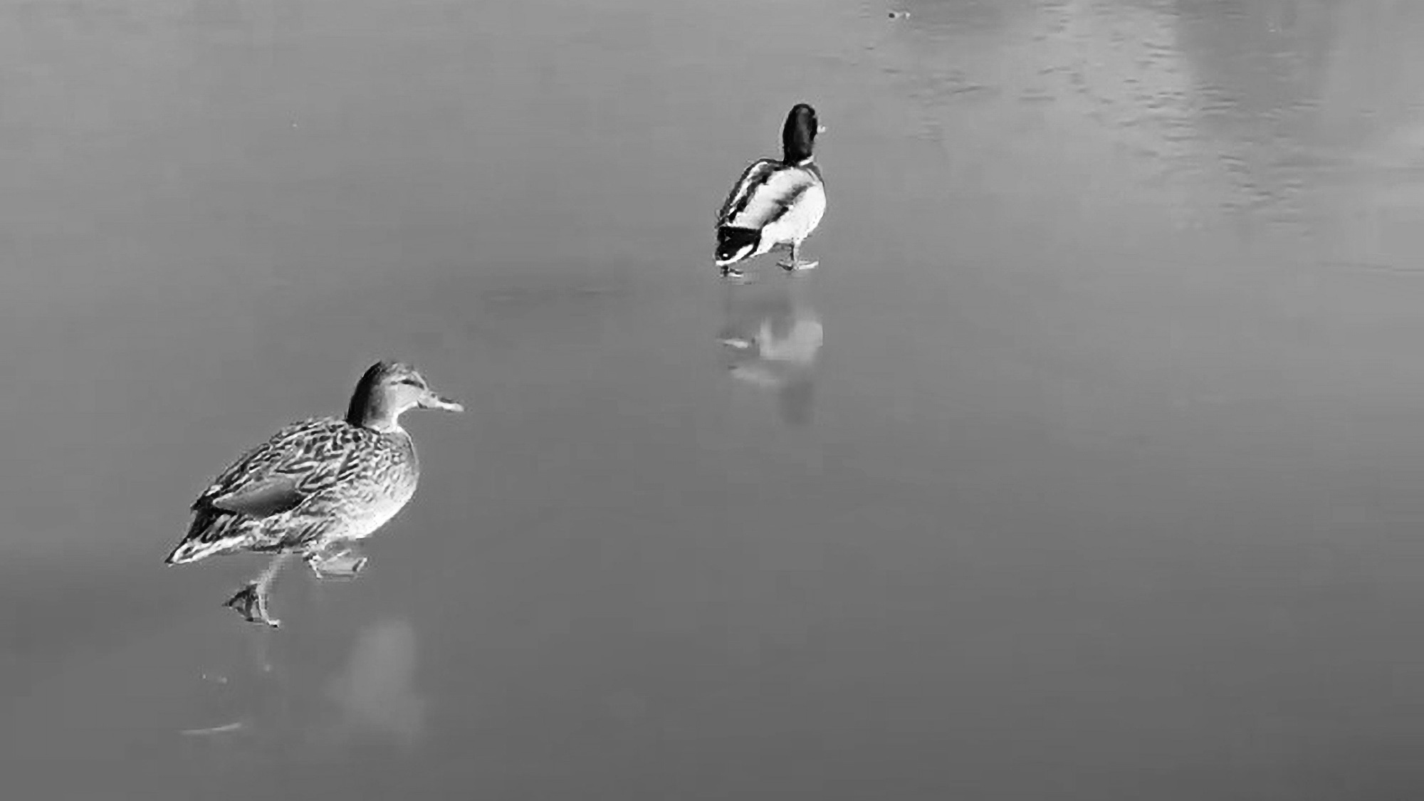 Read more about the article Ducks Walk On Water And Fish Unable To Feed On Spains Coldest Ever Day