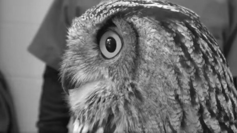 Read more about the article Long-Eared Owl Found Injured In Turkish Garden