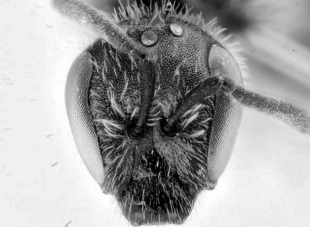 Credit: Alain Pauly, Belgian Journal of Entomology/Newsflash