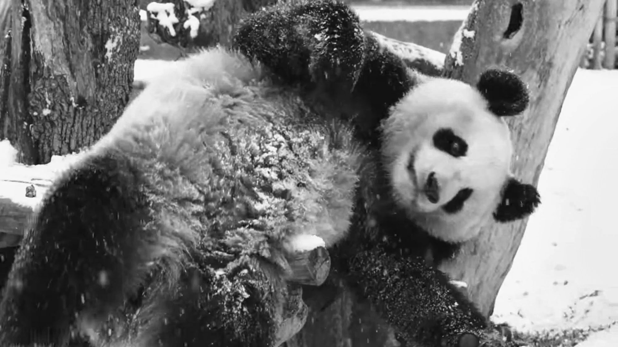 Read more about the article Moment Cute Panda Sees Snow For First Time At Madrid Zoo