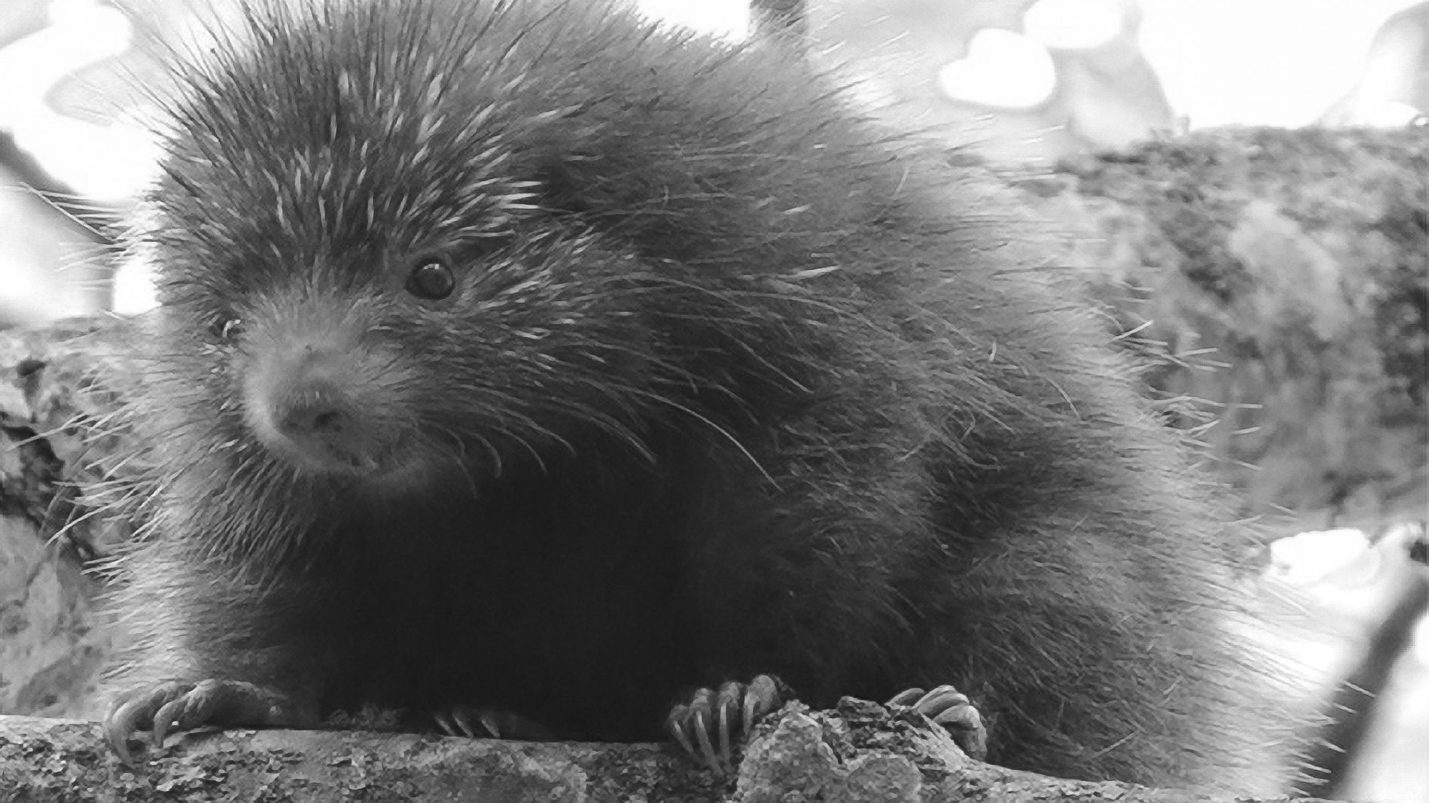 Read more about the article Unique Colombian Porcupine Species Threatened With Extinction