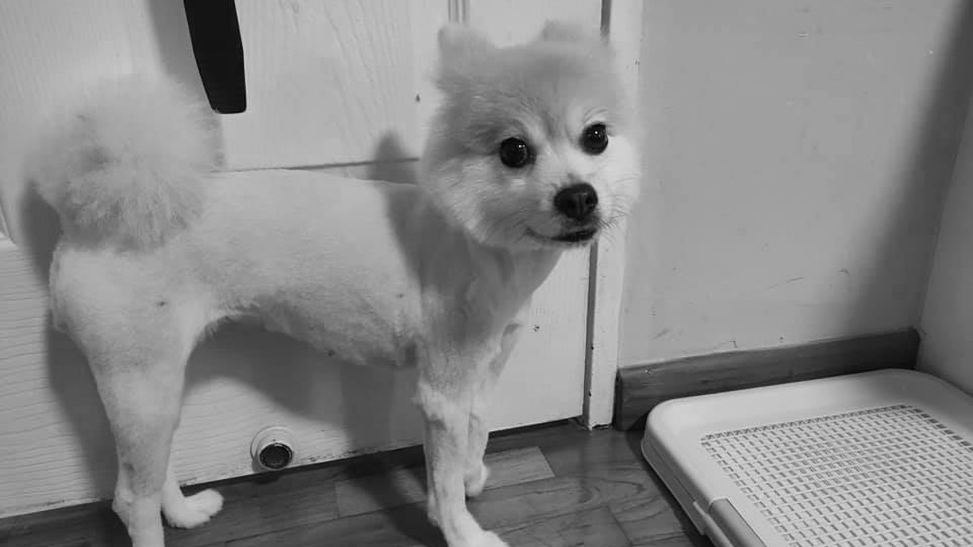 Read more about the article Dog Owner Horrified After Groomer Left Pomeranian With Huge Head And Tiny Body