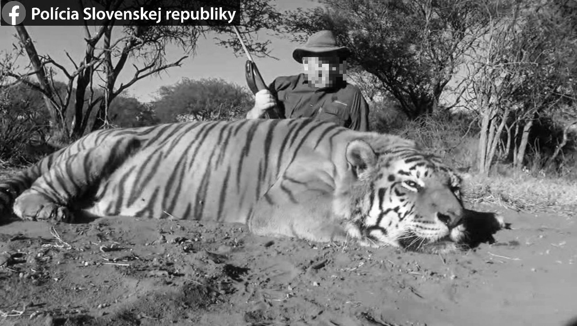 Read more about the article Slovak Hunter Faces Jail For Killing Endangered Tiger And Importing It Home