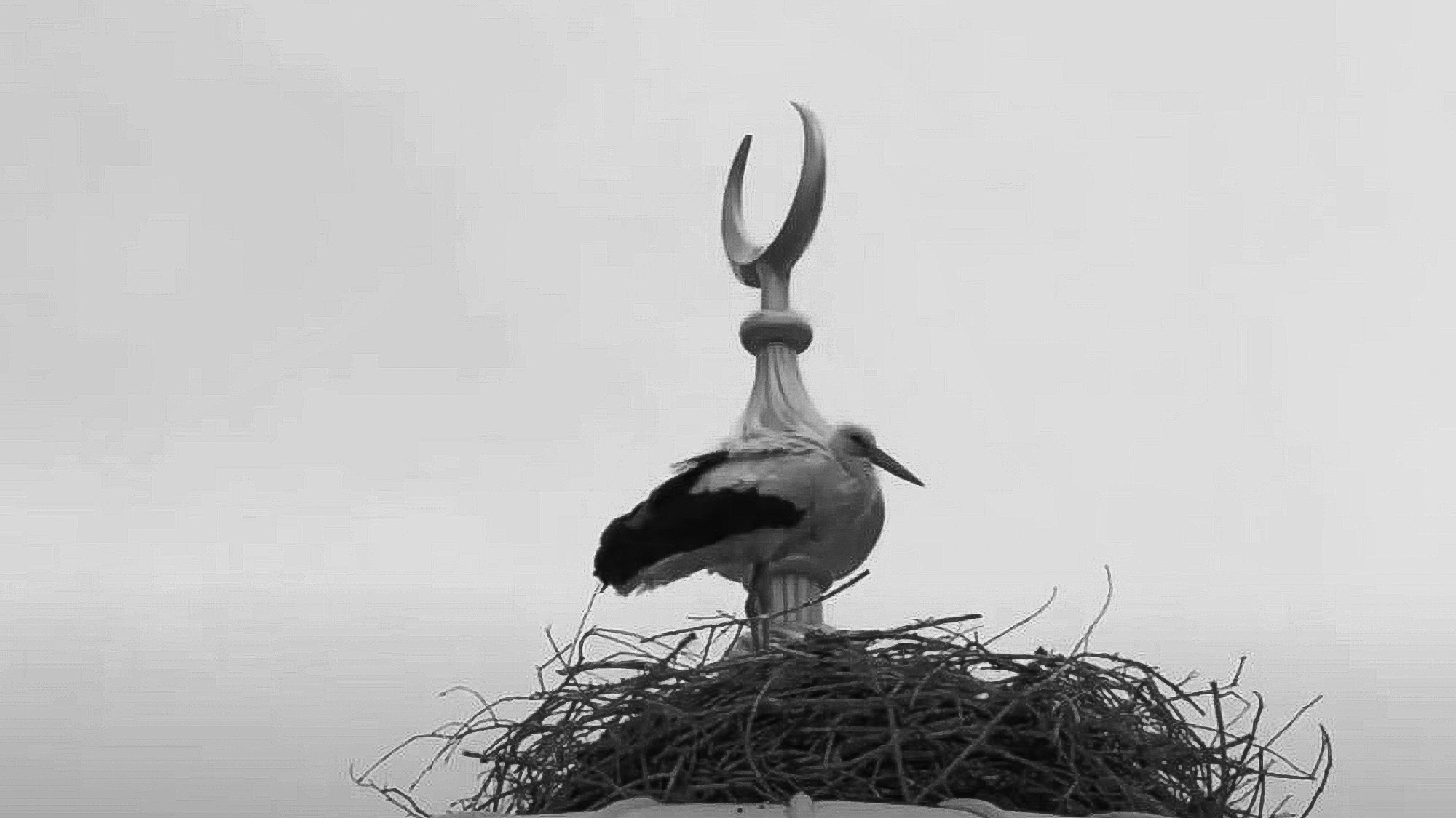 Read more about the article Stork That Lost Partner 19 Years Ago Still Keeps Lonely Vigil And Refuses To Fly South