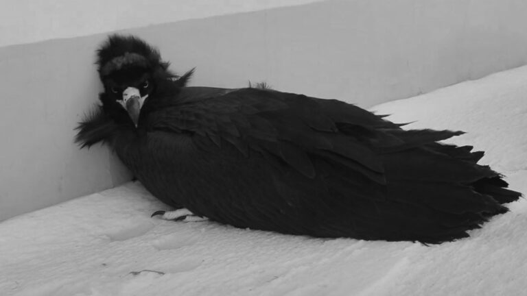 Read more about the article Freezing Vulture In -40 Degree Weather Rescued By Chinese Herdsmen
