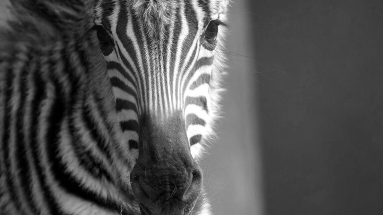 Read more about the article Zoo Celebrates First Birth Of Year With Baby Zebra Named After Big Storm