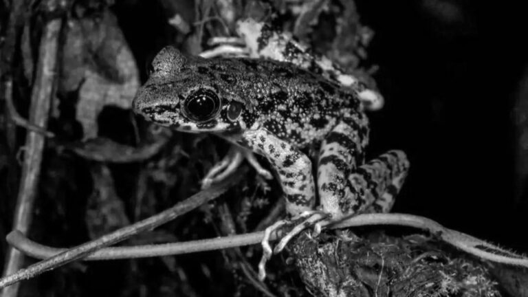 Read more about the article New Species Of Dulong River Stink Frog Discovered