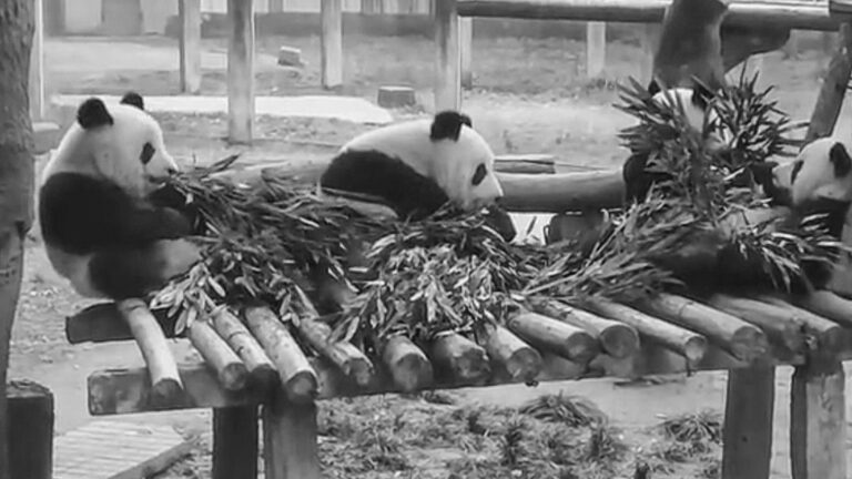 Read more about the article Cute Panda Focused On Eating Bamboo Falls From Wooden Platform
