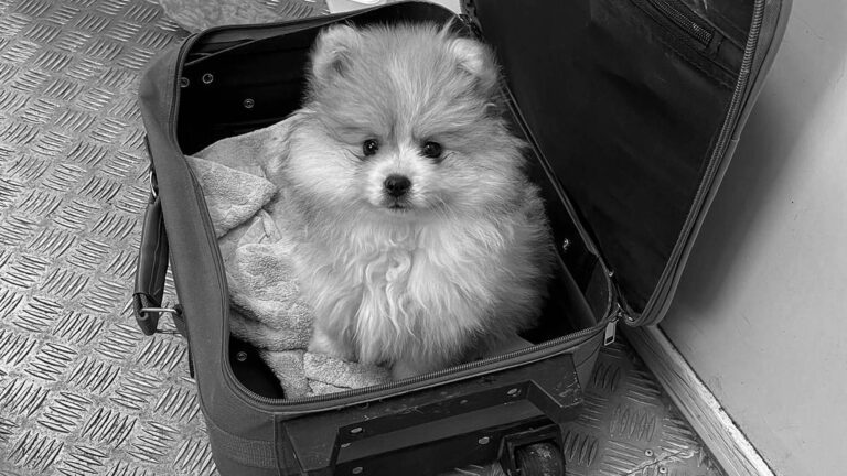 Read more about the article Cute Puppy Smuggled In Suitcase Saved By Border Cops
