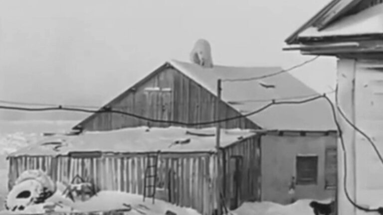 Read more about the article Moment Polar Bear Climbs Onto Roof On Remote Russian Island