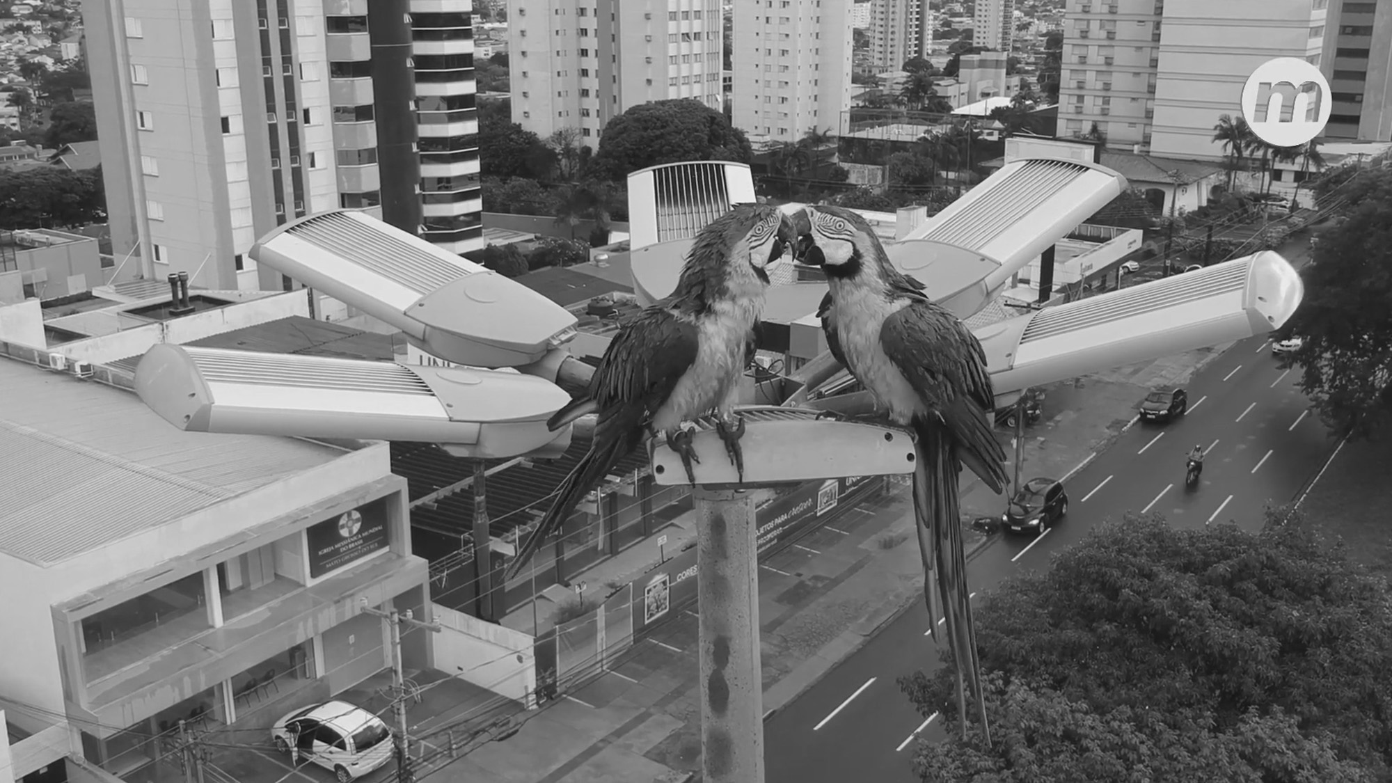 Read more about the article Loved Up Macaws Kiss Atop Streetlight In Brazil