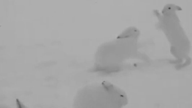 Read more about the article White Hares Box Each Other Over Tasty Treats On Snowy Ground