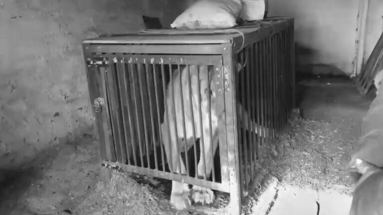 Read more about the article Circus Lioness Kept In Tiny Cage For Nine Months After Circus Act Stops