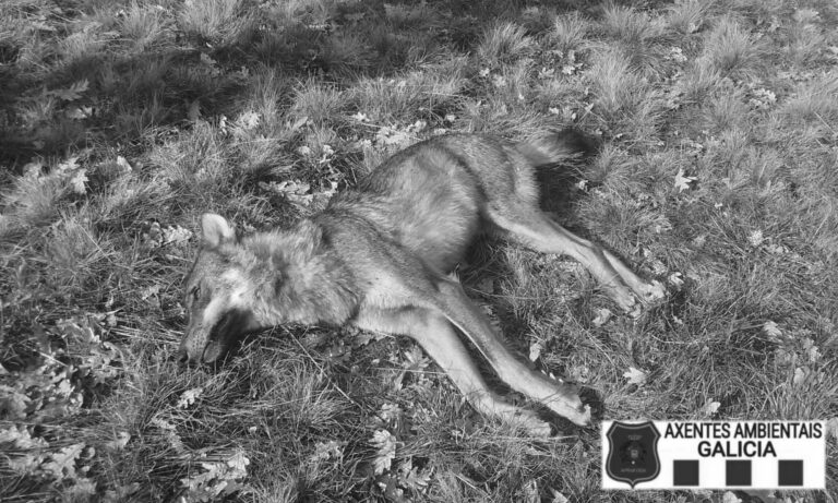 Read more about the article Third Spanish Wolf Shot In The Wake of Growing Farmer Anger Over Lost Sheep and Cattle